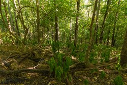 Big White Oak Tract 110