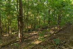 Big White Oak Tract 110