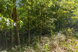 Big White Oak Tract 111