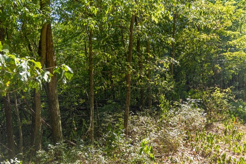 Big White Oak Tract 111