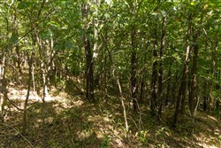 Big White Oak Tract 111