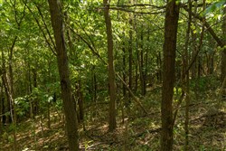 Big White Oak Tract 111