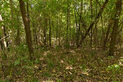 Big White Oak Tract 112
