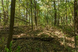 Big White Oak Tract 112