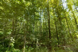 Big White Oak Tract 113