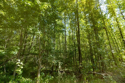 Big White Oak Tract 113