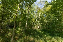 Big White Oak Tract 113
