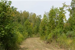 Big White Oak Tract 113