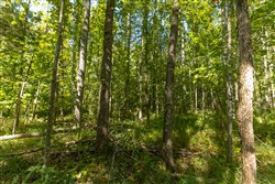 Big White Oak Tract 113