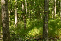 Big White Oak Tract 114