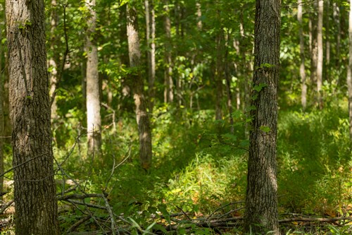 Big White Oak Tract 114