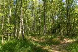 Big White Oak Tract 114