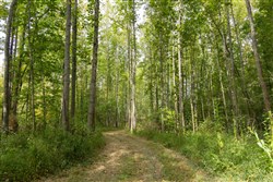 Big White Oak Tract 114