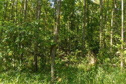 Big White Oak Tract 114