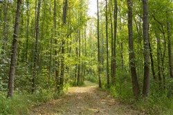Big White Oak Tract 115