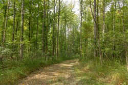 Big White Oak Tract 115