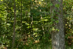 Big White Oak Tract 115