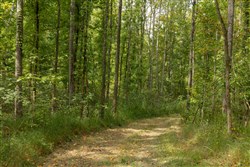 Big White Oak Tract 115