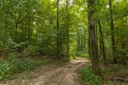 Big White Oak Tract 116