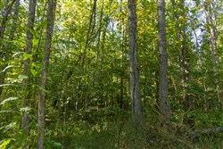 Big White Oak Tract 116