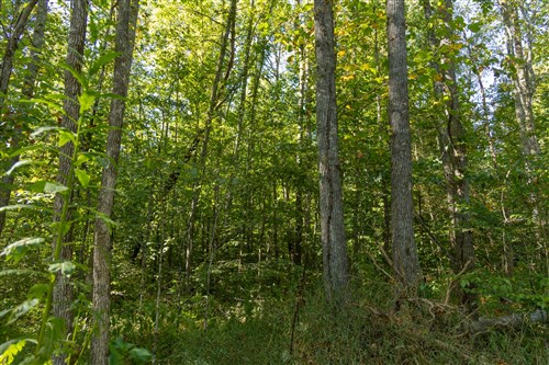 Big White Oak Tract 116