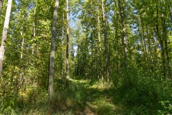 Big White Oak Tract 116