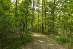 Big White Oak Tract 116