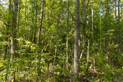 Big White Oak Tract 116