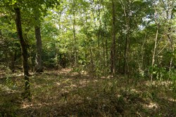 Big White Oak Tract 117