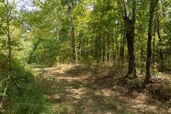 Big White Oak Tract 117
