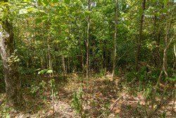 Big White Oak Tract 117