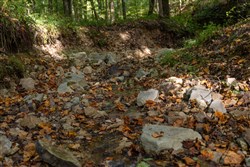 Big White Oak Tract 117