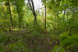 Big White Oak Tract 118