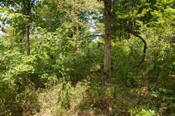 Big White Oak Tract 118