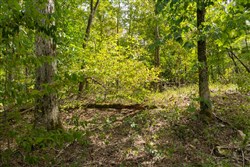 Big White Oak Tract 118