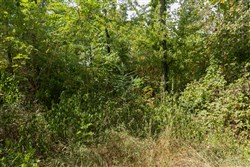 Big White Oak Tract 118