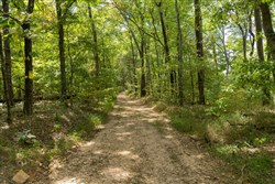 Big White Oak Tract 119