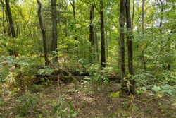 Big White Oak Tract 119
