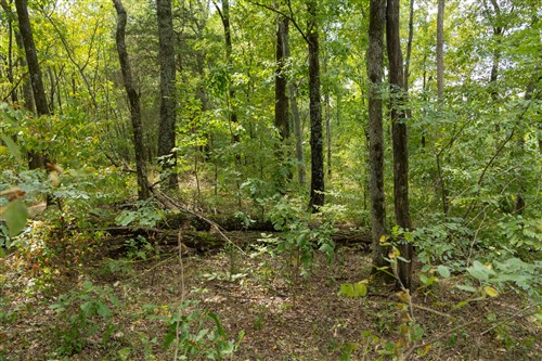 Big White Oak Tract 119