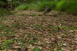 Big White Oak Tract 119