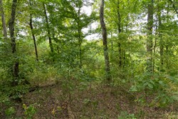 Big White Oak Tract 119