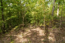 Big White Oak Tract 119