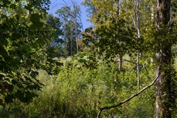 Big White Oak Tract 12
