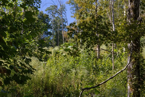 Big White Oak Tract 12