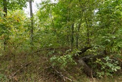Big White Oak Tract 120
