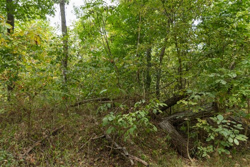 Big White Oak Tract 120