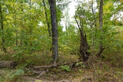Big White Oak Tract 120