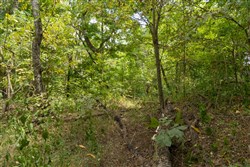Big White Oak Tract 120
