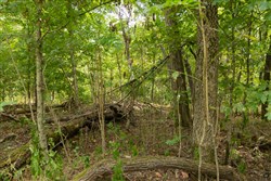 Big White Oak Tract 120