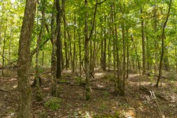 Big White Oak Tract 121